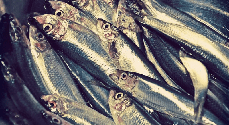 釣った魚を新鮮なまま調理してもらう